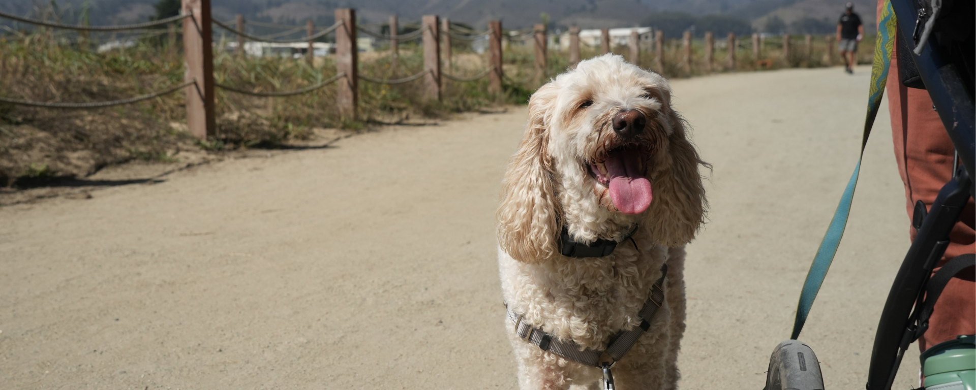 A small dog on leash with its tongue out.