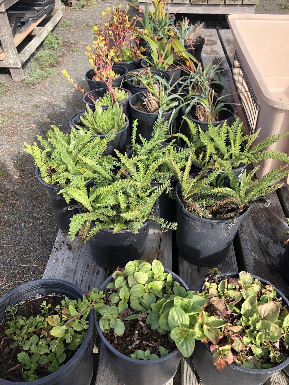 Native plant species lined up to be planted