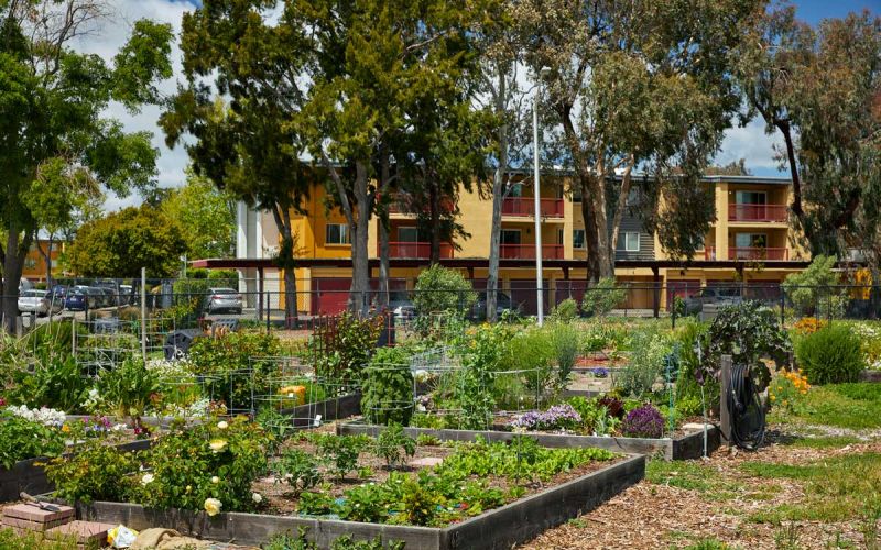 community garden with planter beds in San Mateo County