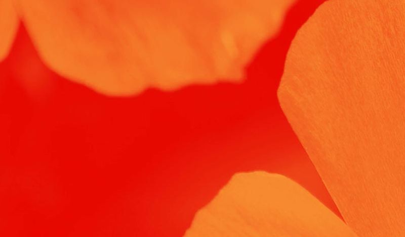 extreme closeup of orange poppy petals on red background