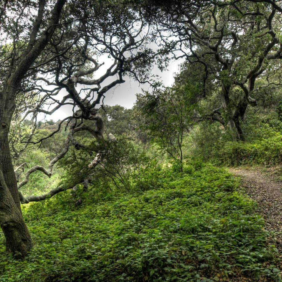 De Anza trail at Junipero Sera Park in San Mateo County allows dogs on leash