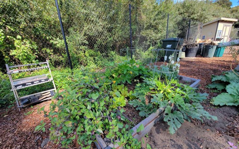 thriving garden bed thanks to healthy compost