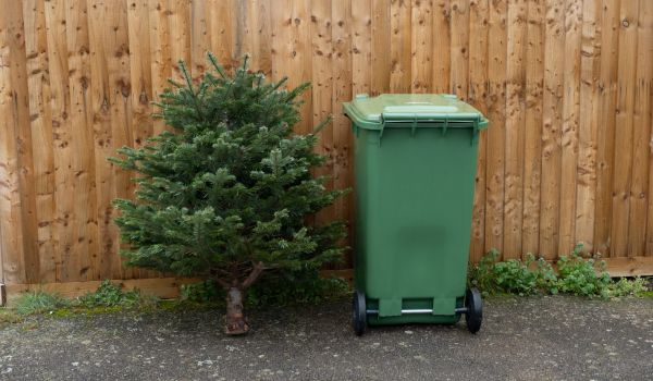Short christmas tree propped up against a wooden fence next to a green compost bin.