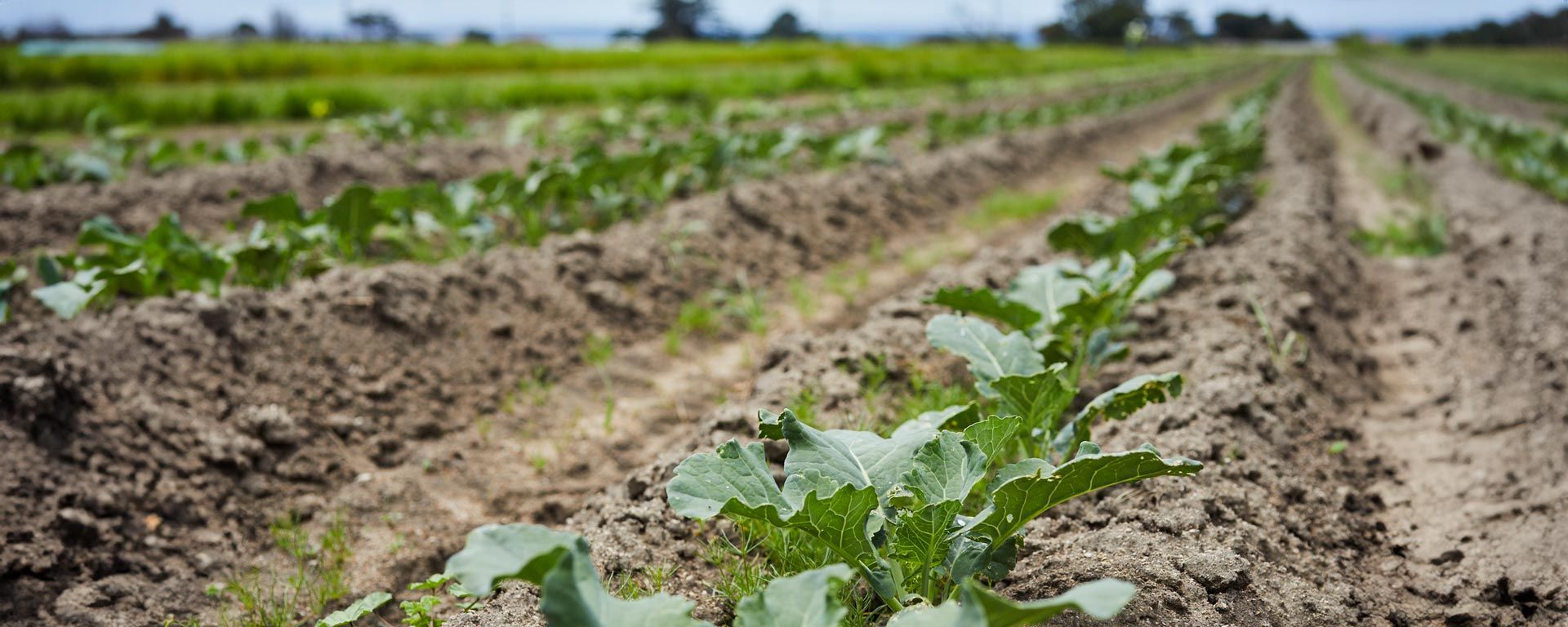 farm field rows of plants closeup