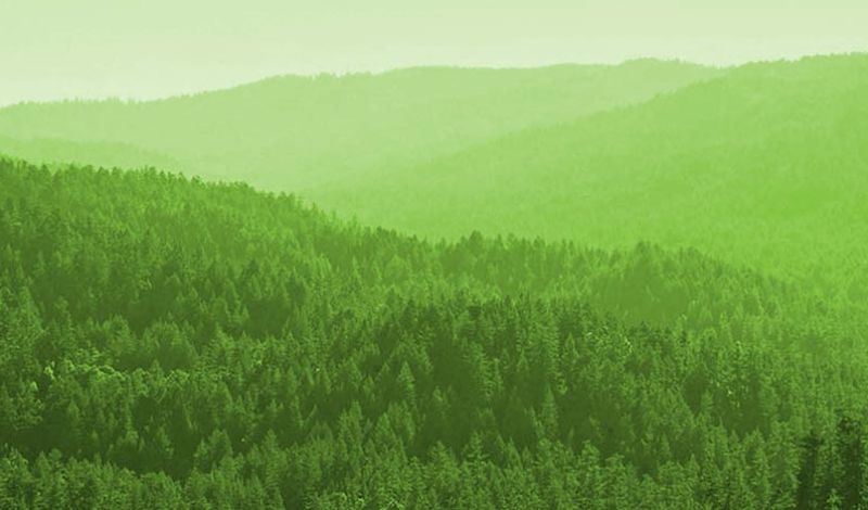 green tree covered mountains
