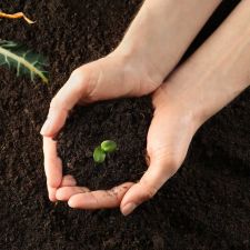 hands hold seedling growing in compost