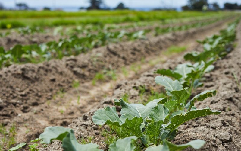 farm field rows of plants closeup