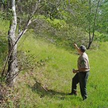 park ranger inspecting tree branches