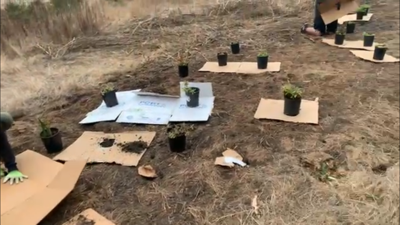 Native plant species ready to be planted at restoration site in Half Moon Bay