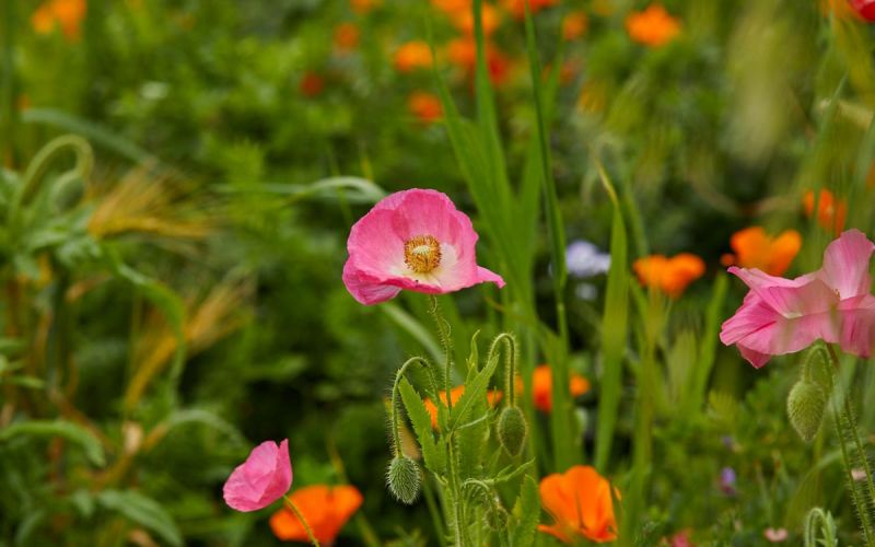 pink and orange poppies closeup in San Mateo community garden