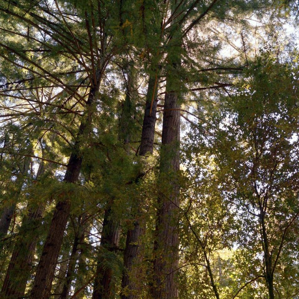 tree canopy benefits