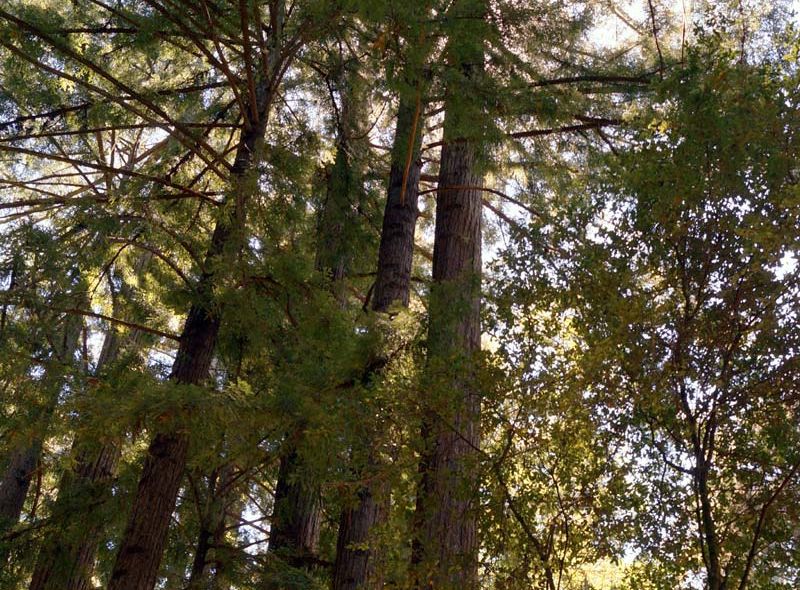 webinar Unlocking the Multiple Benefits of Tree Canopy