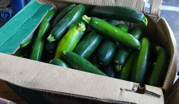 box of recovered food, zucchini, diverted from waste stream