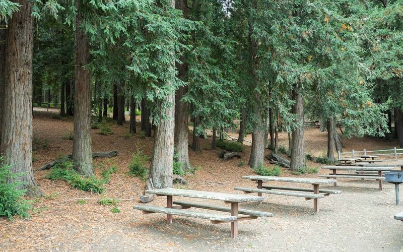 forest picnic area at Huddart Park in San Mateo County