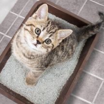 cat in litter box