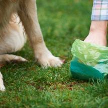 Owner picking up dog poop on grass with pet waste disposal bag