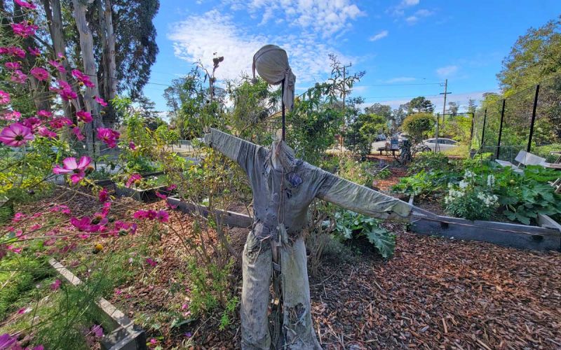 friendly scarecrow keeps birds away from worms and more in garden beds