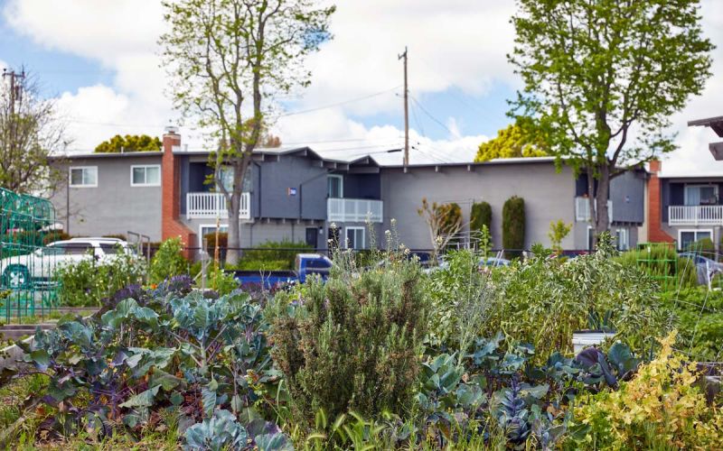 community garden in San Mateo County