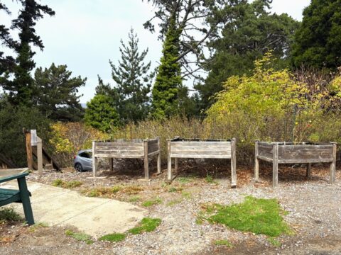 This image has three wooden garden beds with planted tomatoes inside. The beds are in front of bushes and trees in the background.