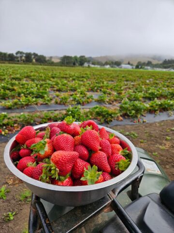 A bowl of red strawberries in front of a field at R&R Fresh Farms