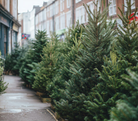 Row of green holiday trees in front of a building.
