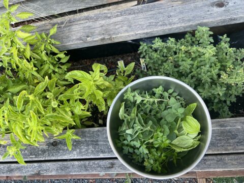 A bowl of herbs sits on top of a raised bed garden