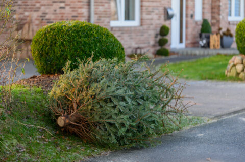 Christmas tree laying sideways on curb of driveway.