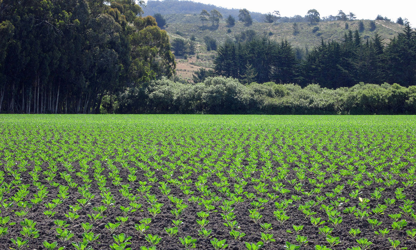 Farm rows sprouting