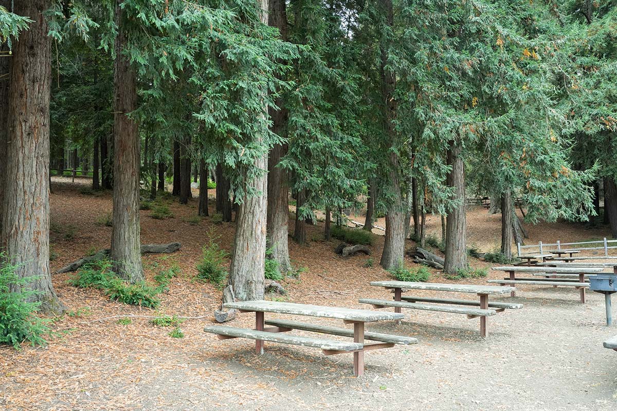 forest picnic area at Huddart Park in San Mateo County