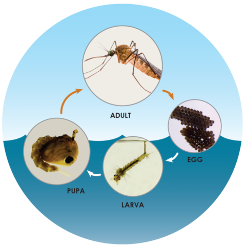 The mosquito life cycle has four stages: egg, larva, pupa, adult.